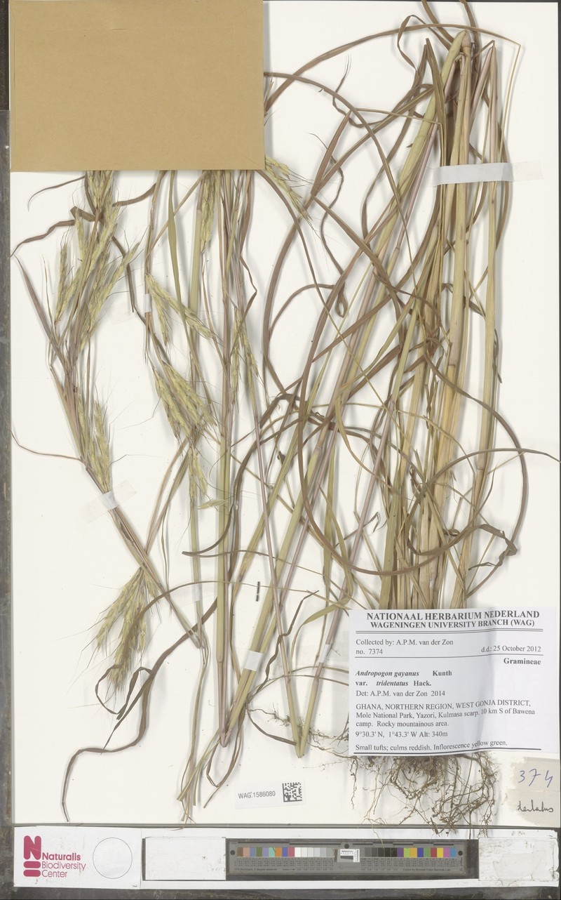 Andropogon gayanus var. tridentatus