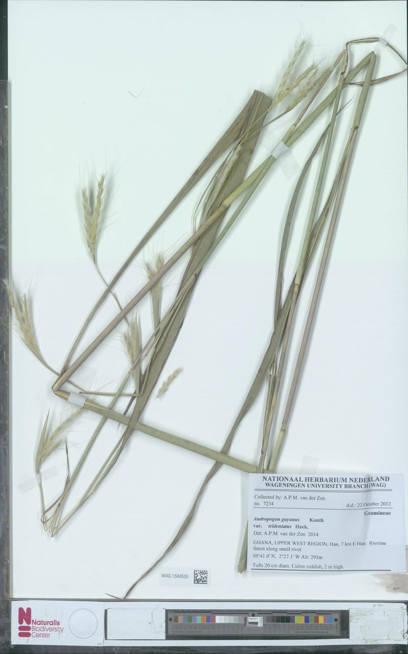 Andropogon gayanus var. tridentatus photo 2