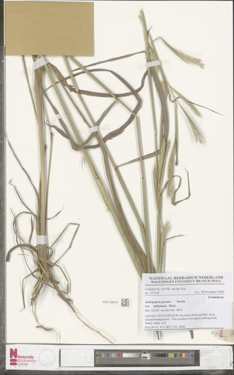 Andropogon gayanus var. tridentatus photo 3