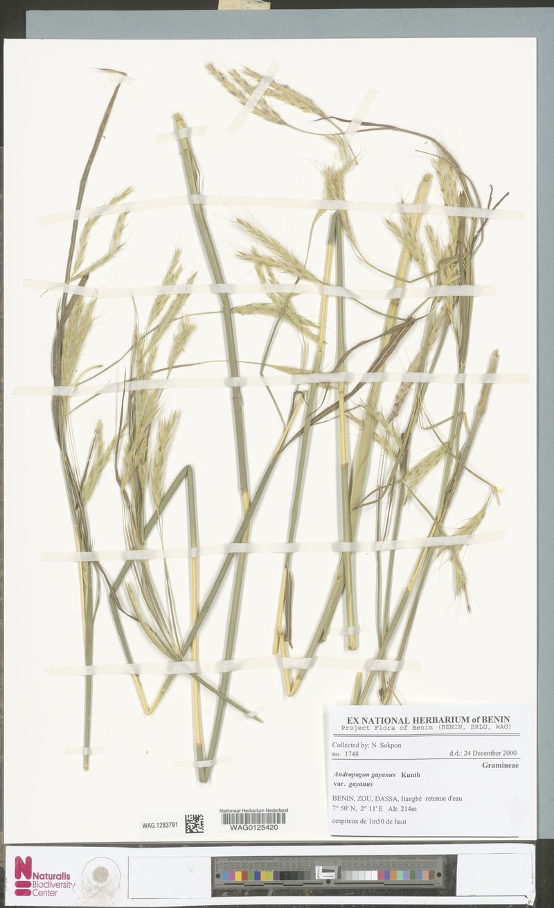 Andropogon gayanus var. tridentatus photo 4