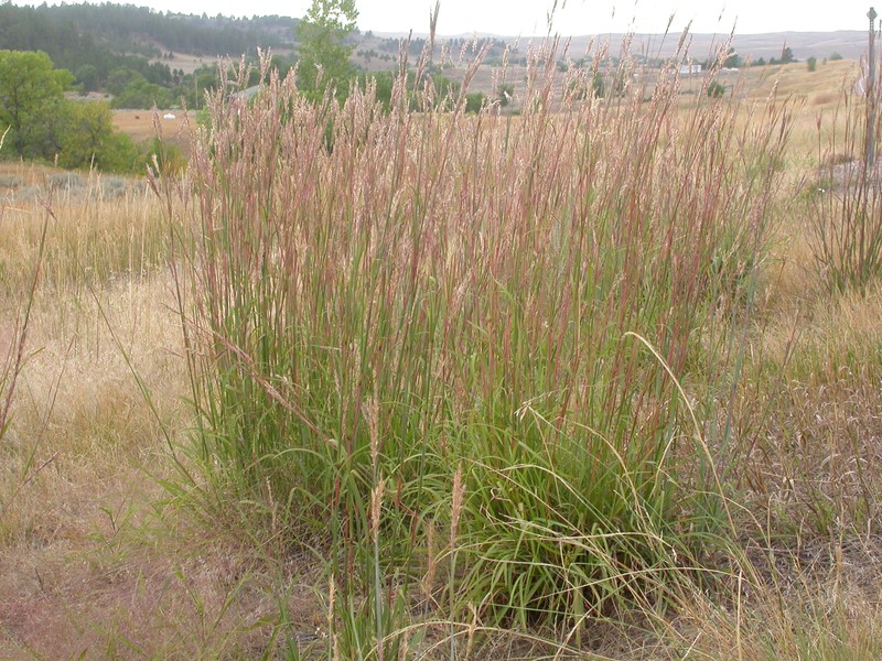 Andropogon gerardi