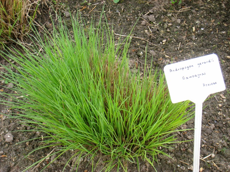 Andropogon gerardi photo 2