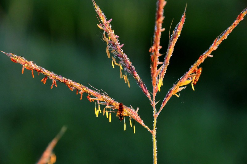 Andropogon gerardi photo 3