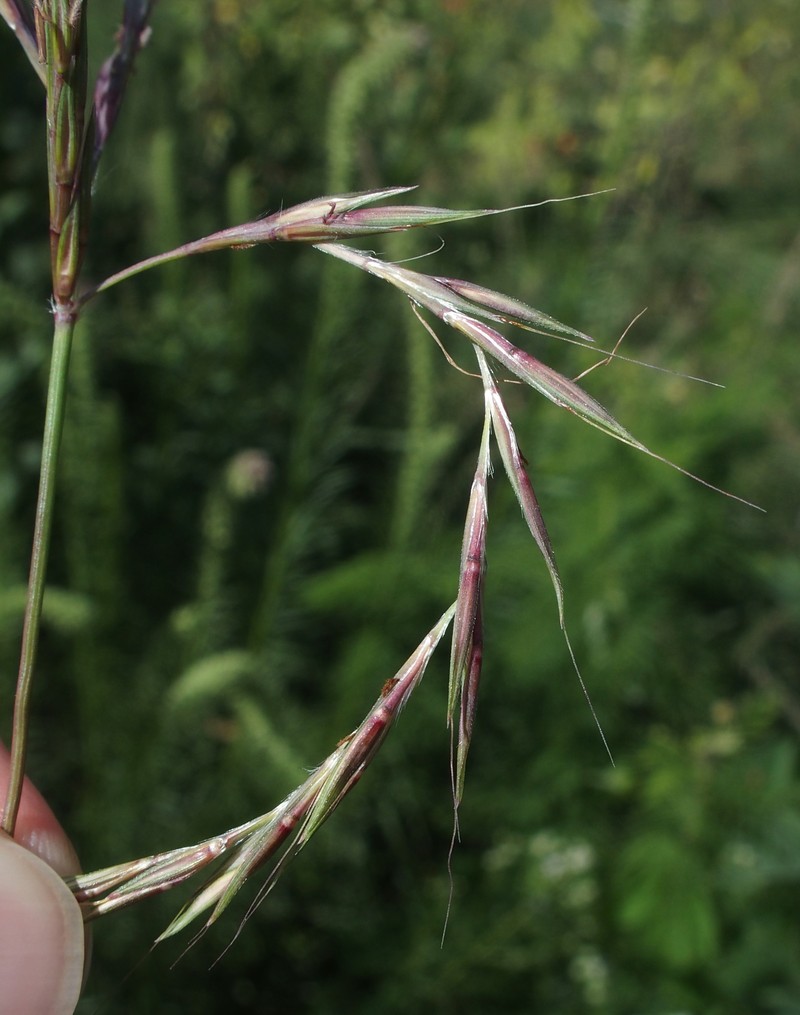 Andropogon gerardi photo 4