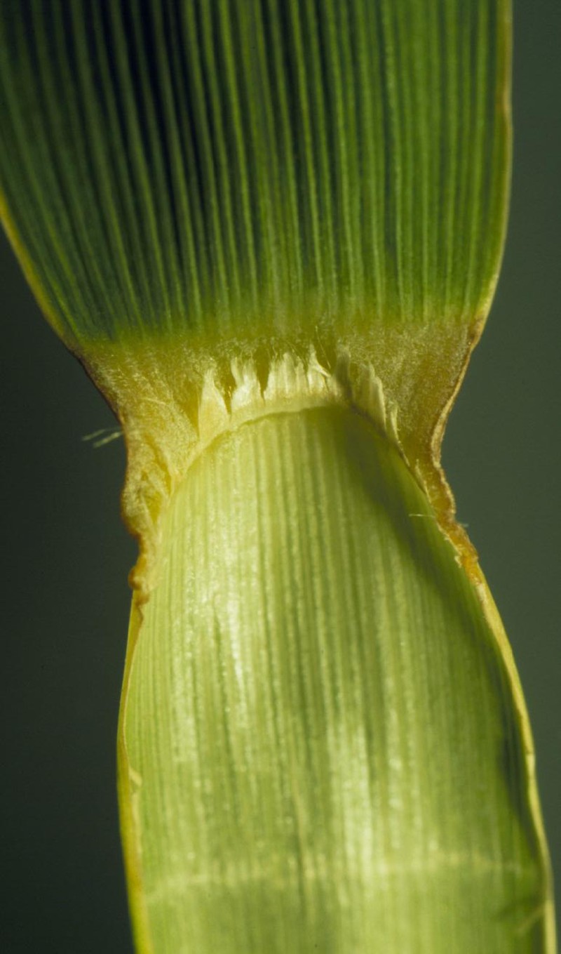 Andropogon gerardi photo 5