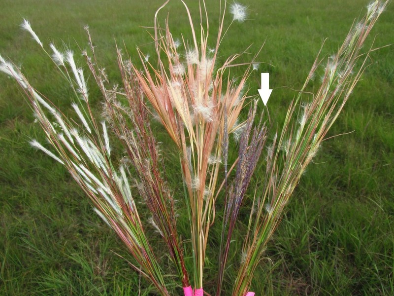 Andropogon gerardi photo 6