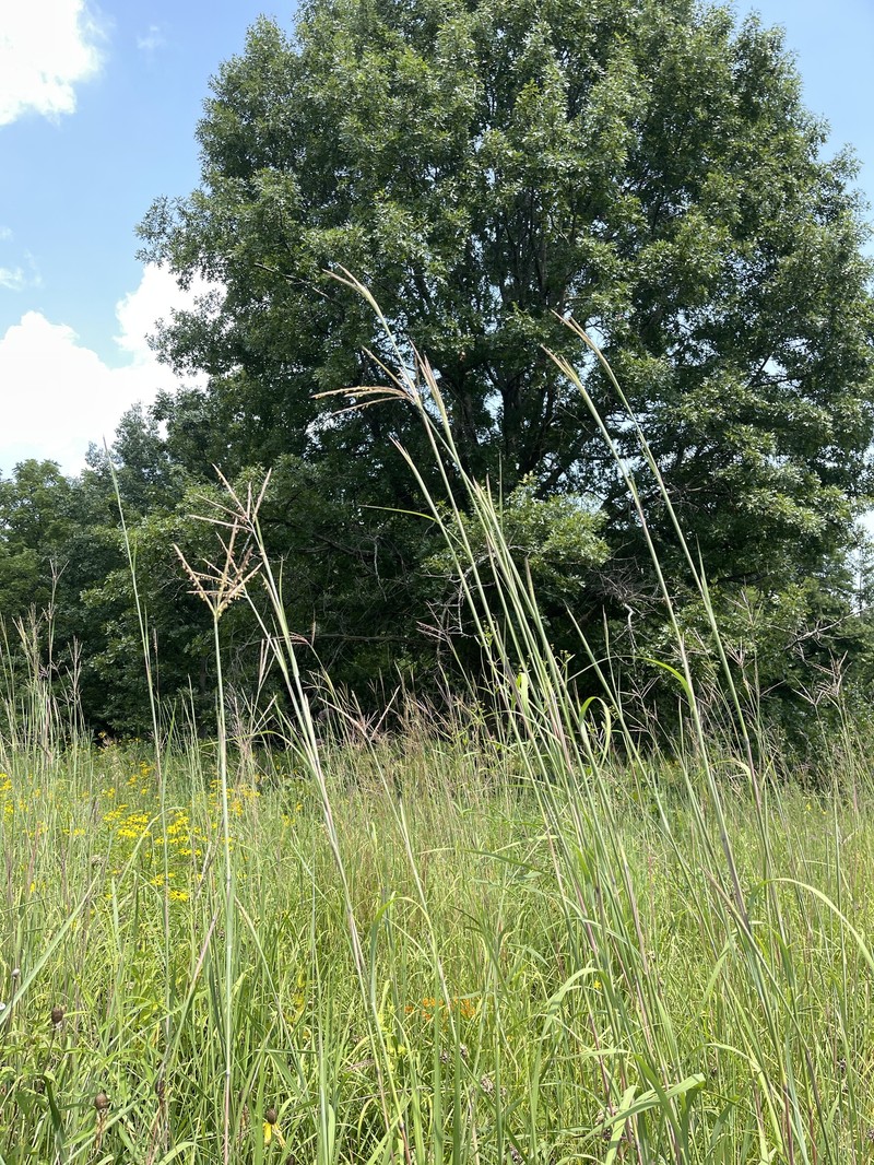 Andropogon gerardi var. gerardi