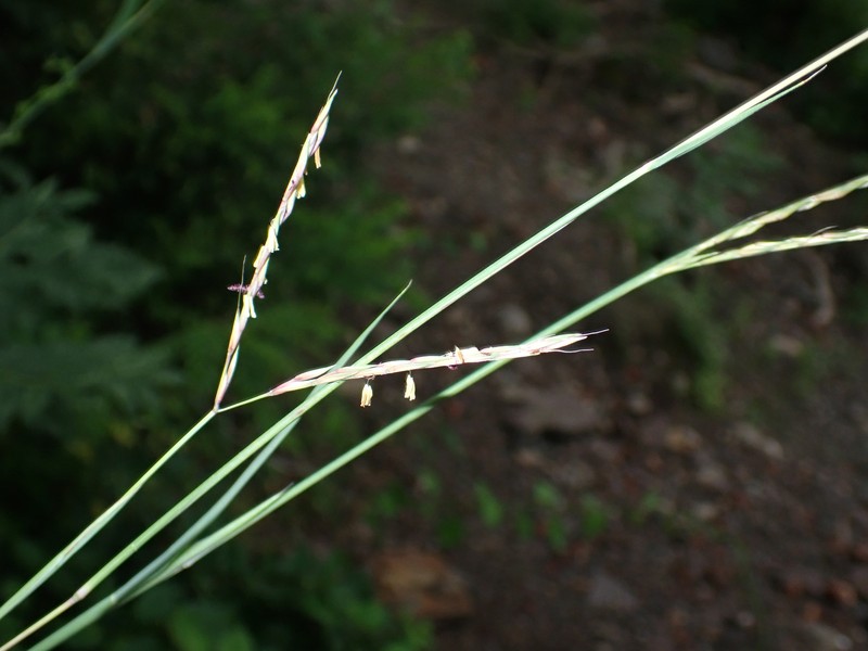 Andropogon gerardi var. gerardi photo 2