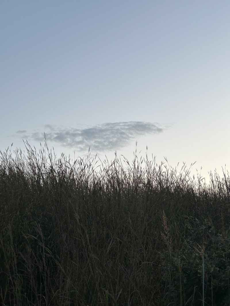 Andropogon gerardi var. gerardi photo 3