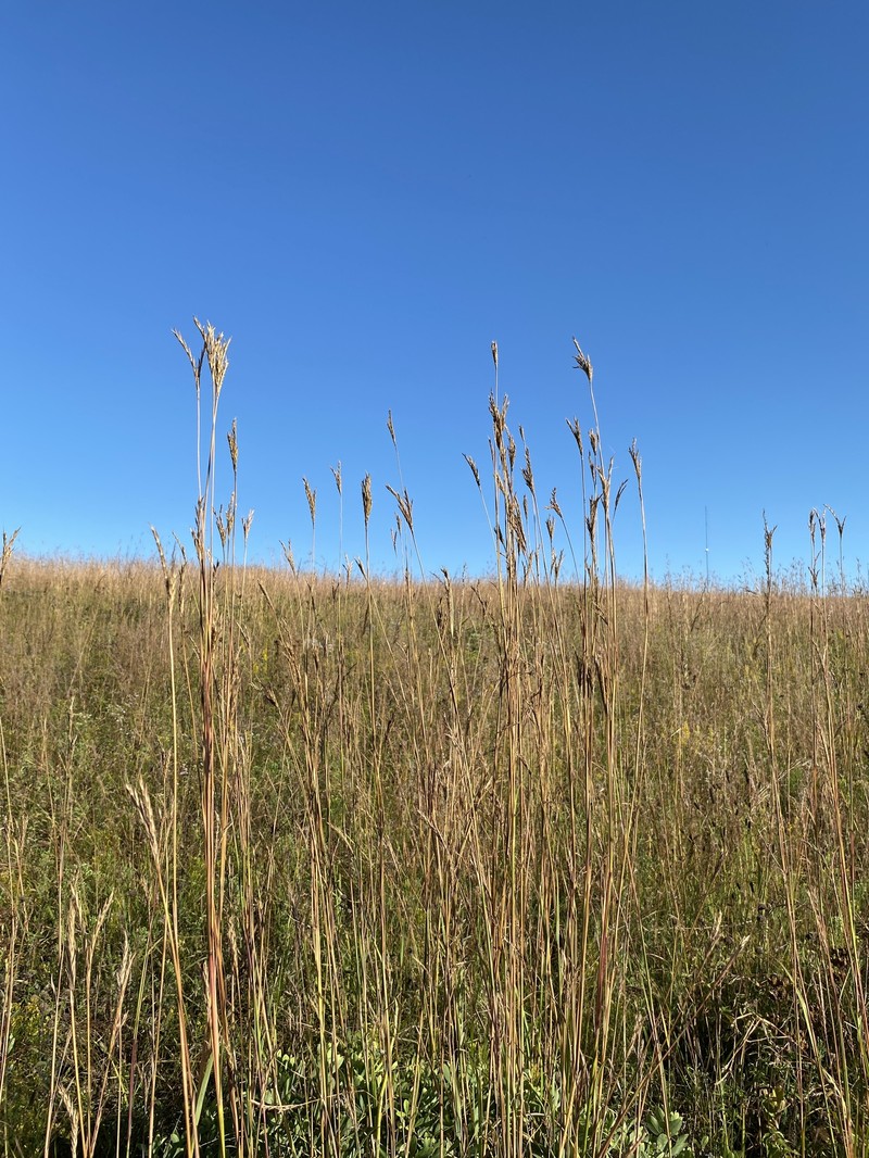 Andropogon gerardi var. gerardi photo 4