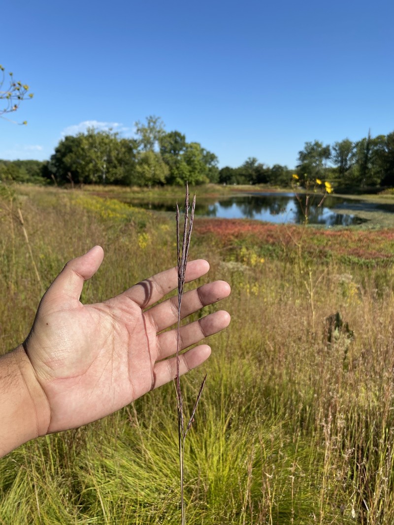 Andropogon gerardi var. gerardi photo 5