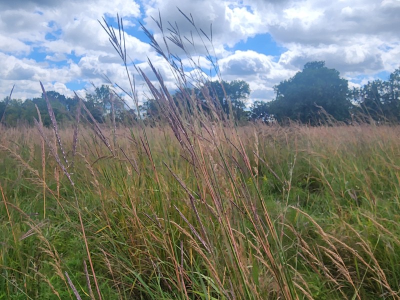 Andropogon gerardi var. gerardi photo 6