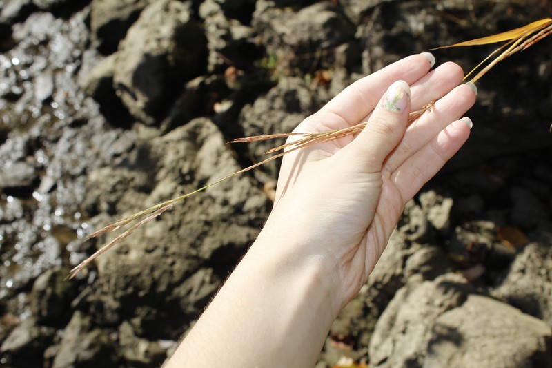 Andropogon gerardi var. gerardi photo 7