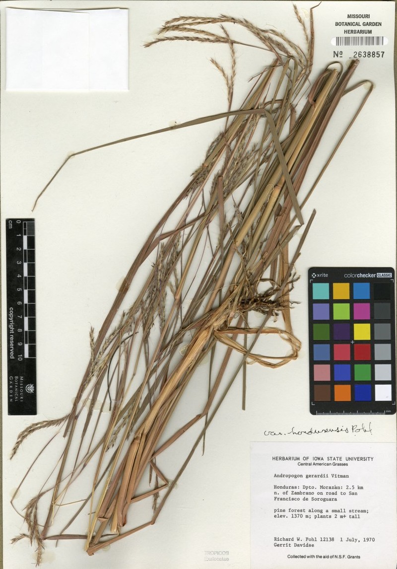Andropogon gerardi var. hondurensis photo 2