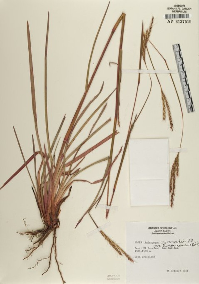 Andropogon gerardi var. hondurensis photo 3