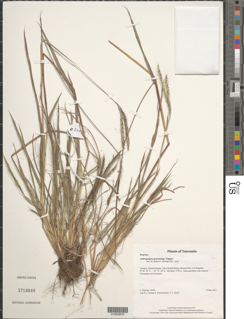 Andropogon greenwayi