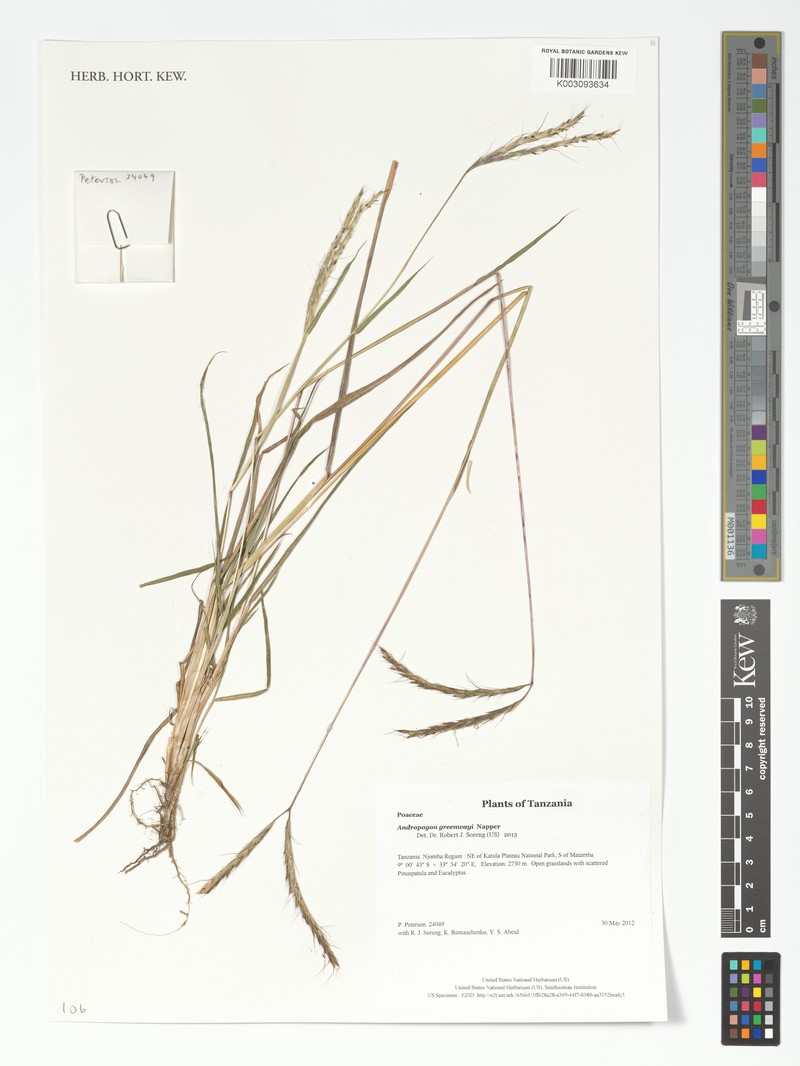 Andropogon greenwayi photo 2