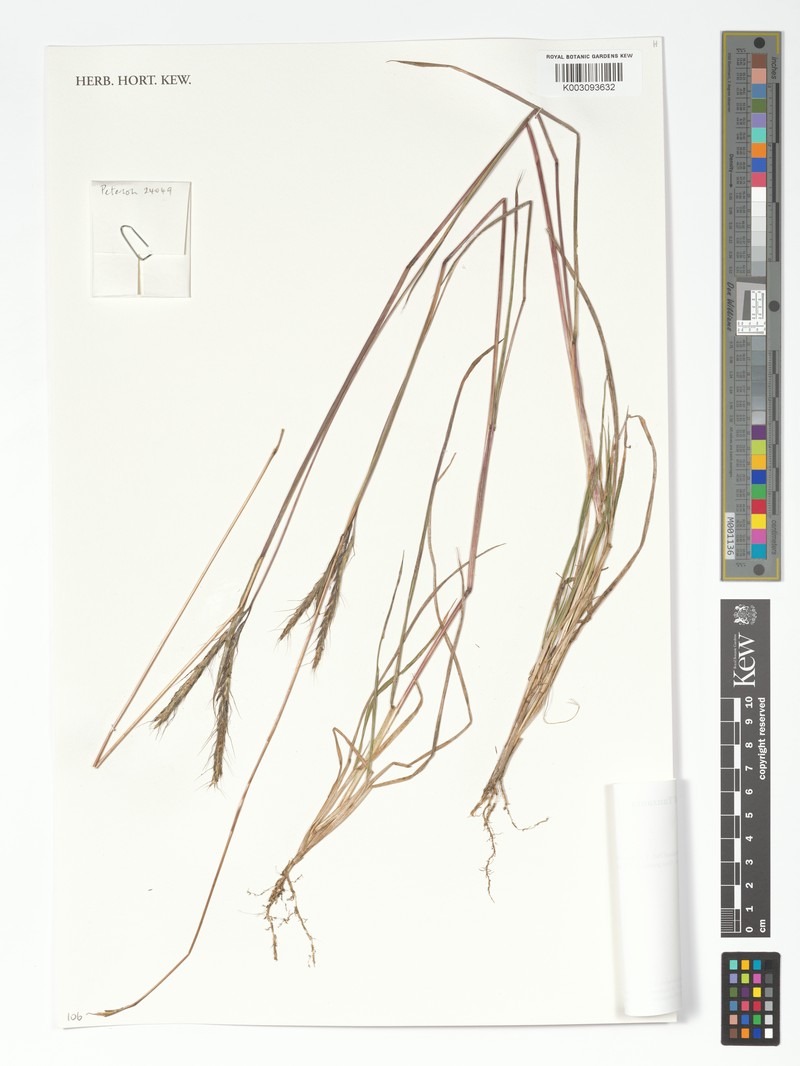 Andropogon greenwayi photo 3