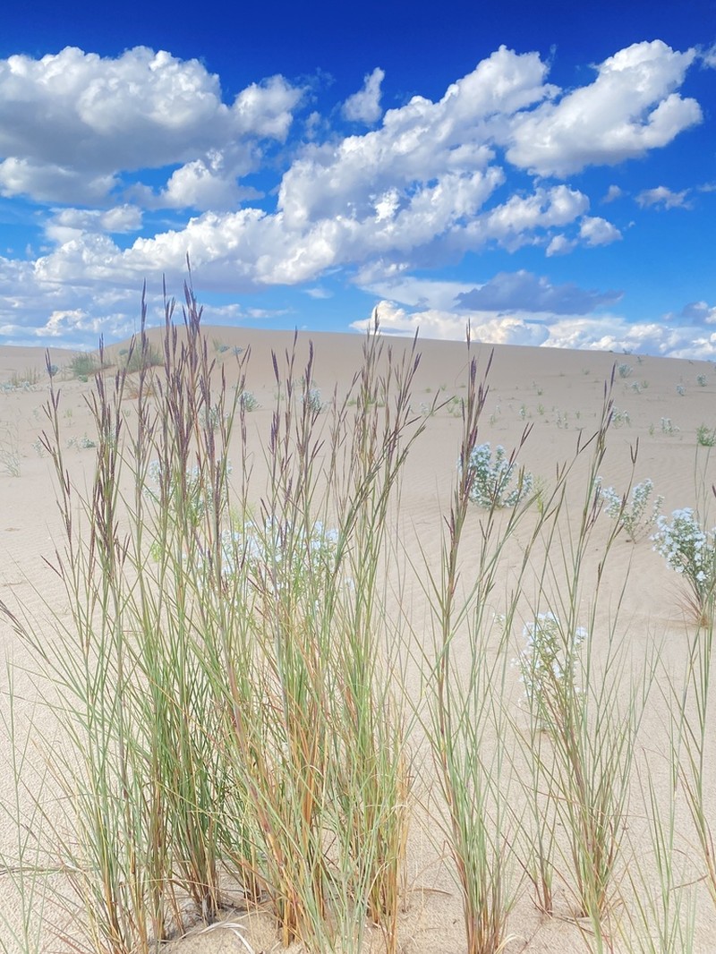 Sand Bluestem photo 3
