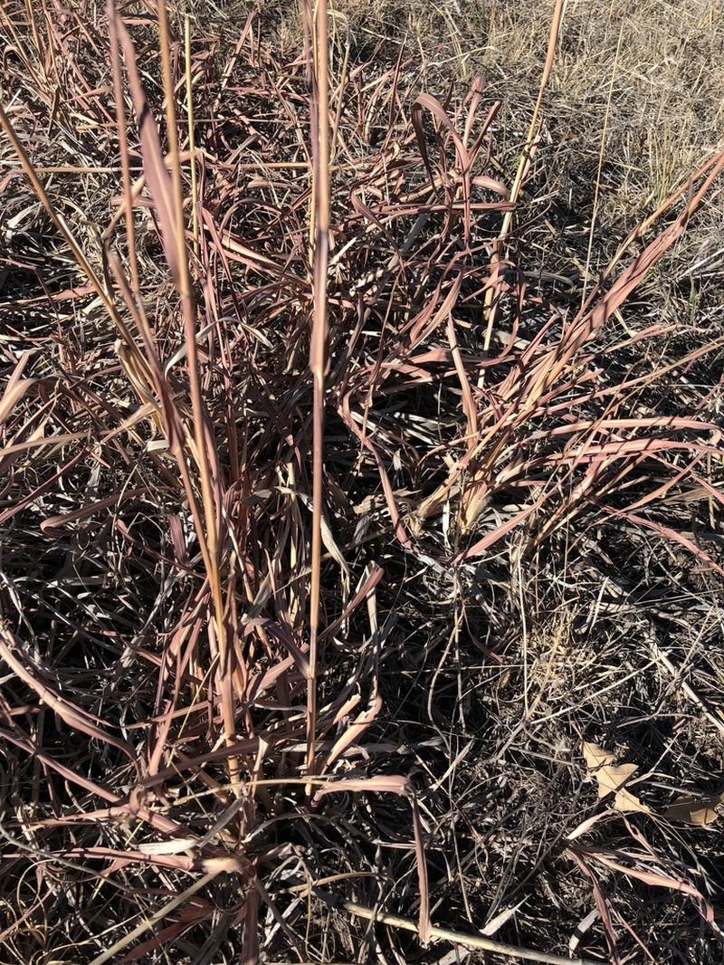 Sand Bluestem photo 4