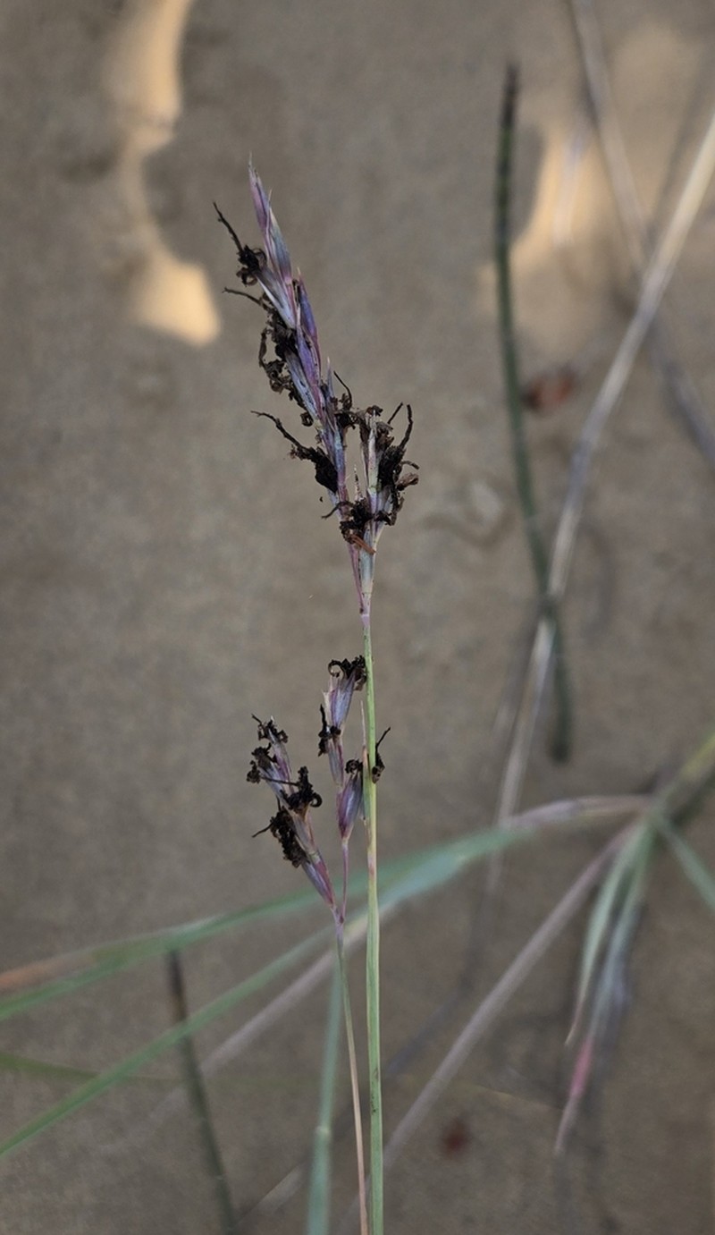 Sand Bluestem photo 5