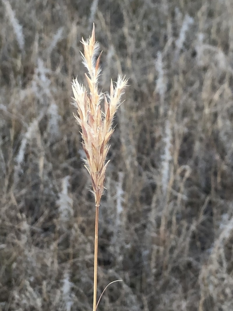 Sand Bluestem photo 7
