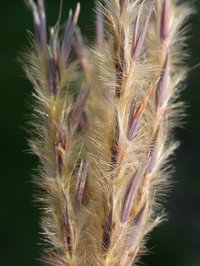 Sand Bluestem