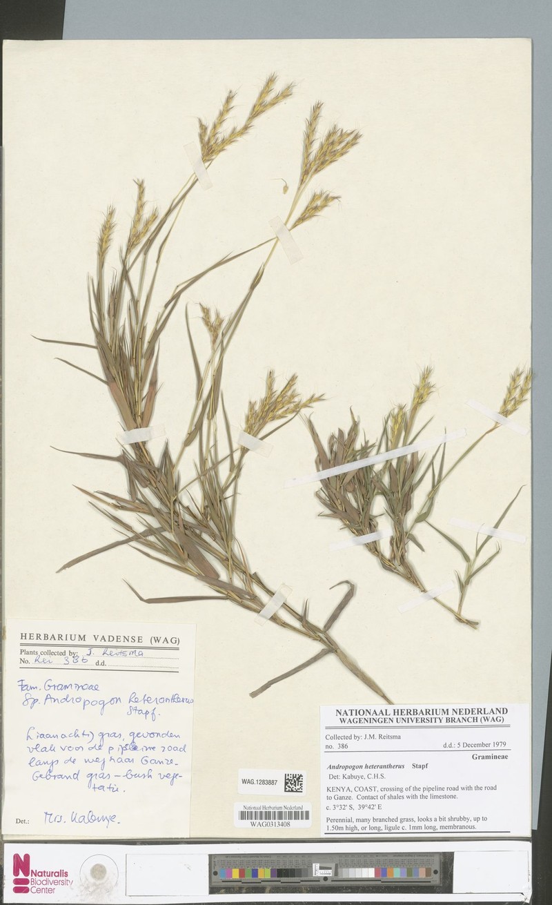 Andropogon heterantherus photo 2
