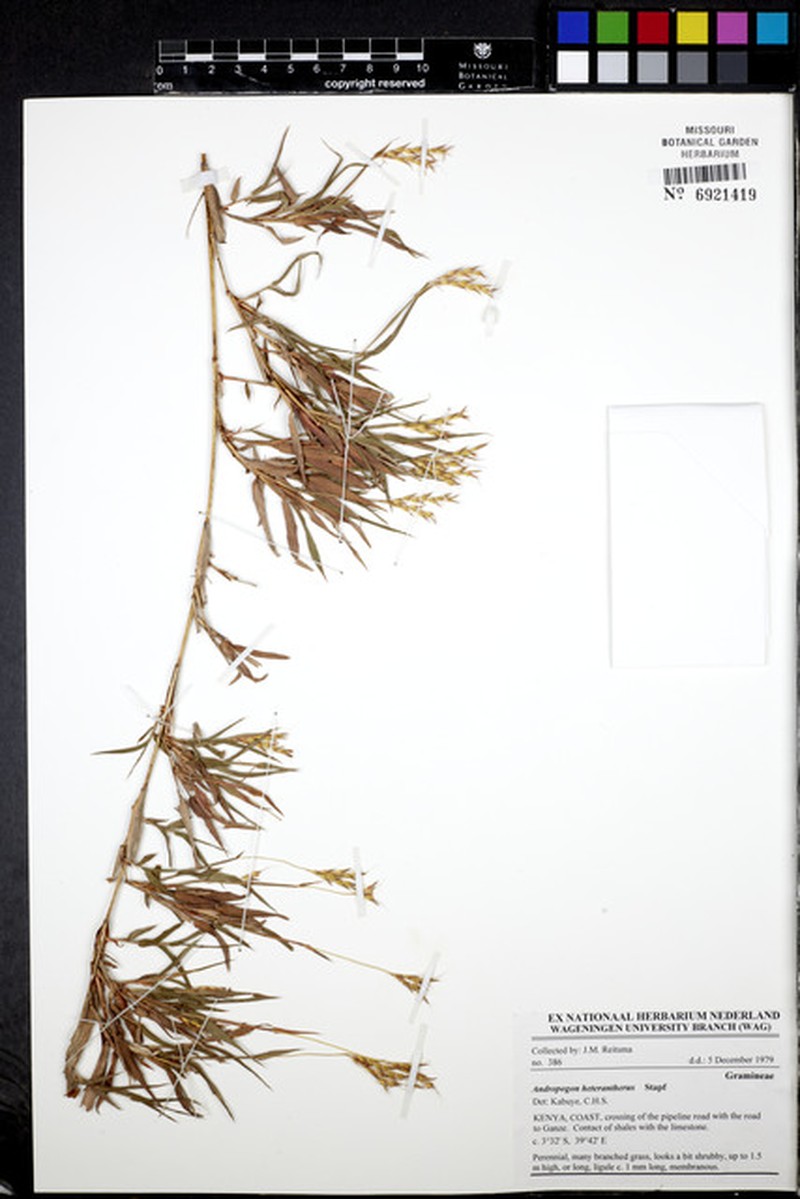 Andropogon heterantherus photo 3
