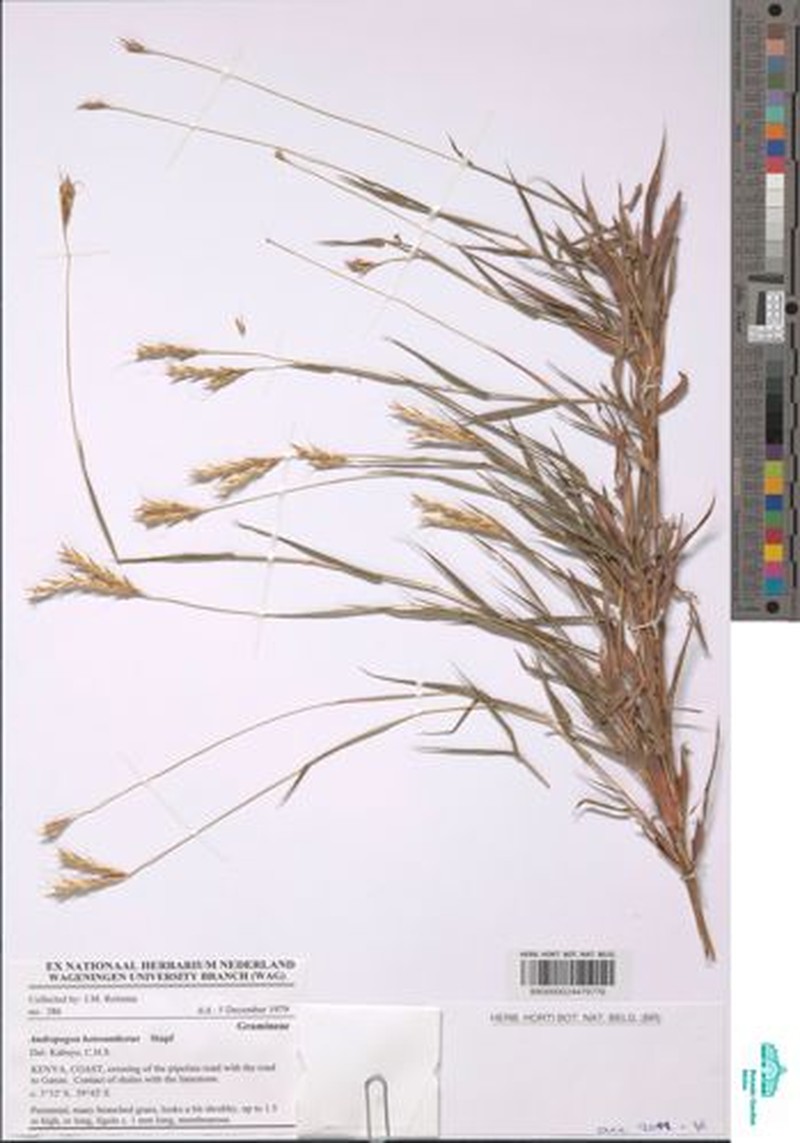 Andropogon heterantherus