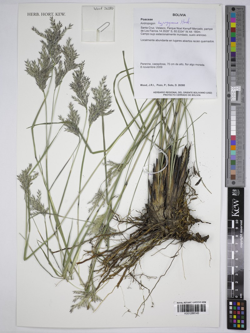 Andropogon hypogynus photo 3