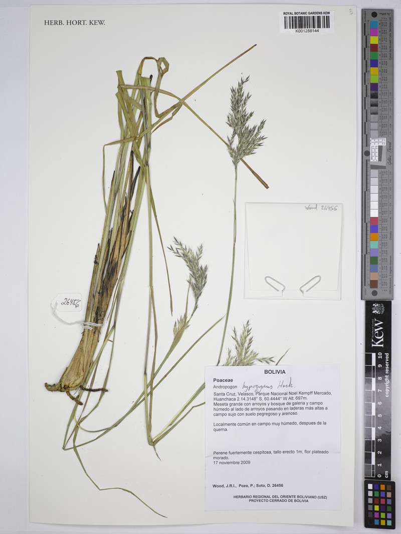Andropogon hypogynus photo 4