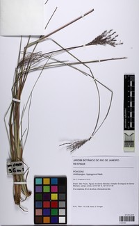 Andropogon hypogynus