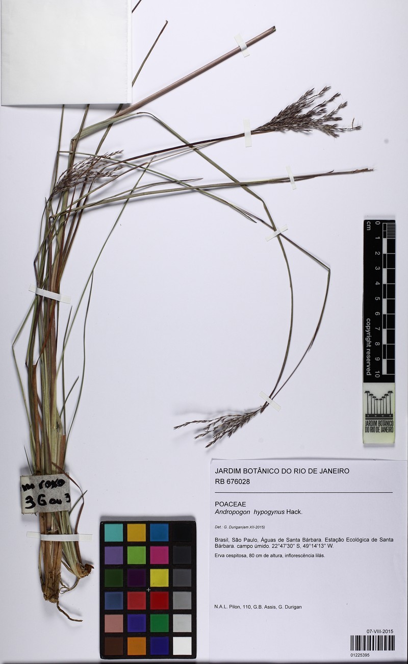 Andropogon hypogynus