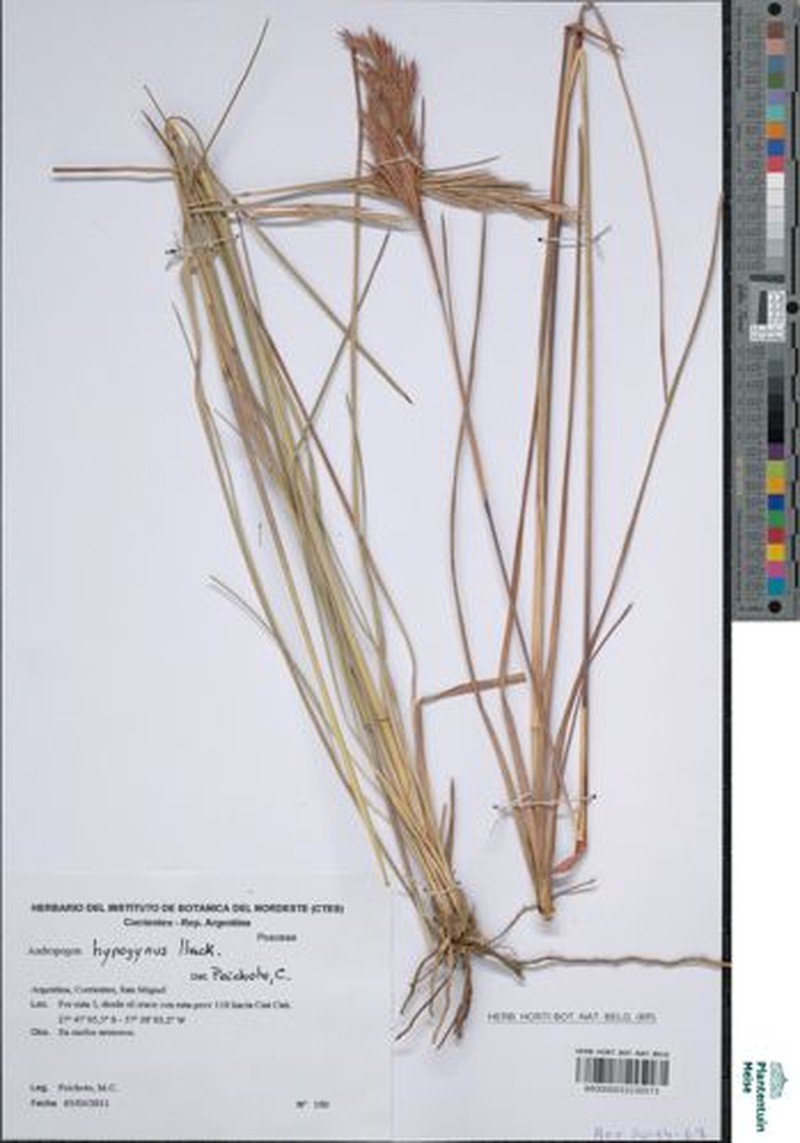 Andropogon hypogynus photo 2