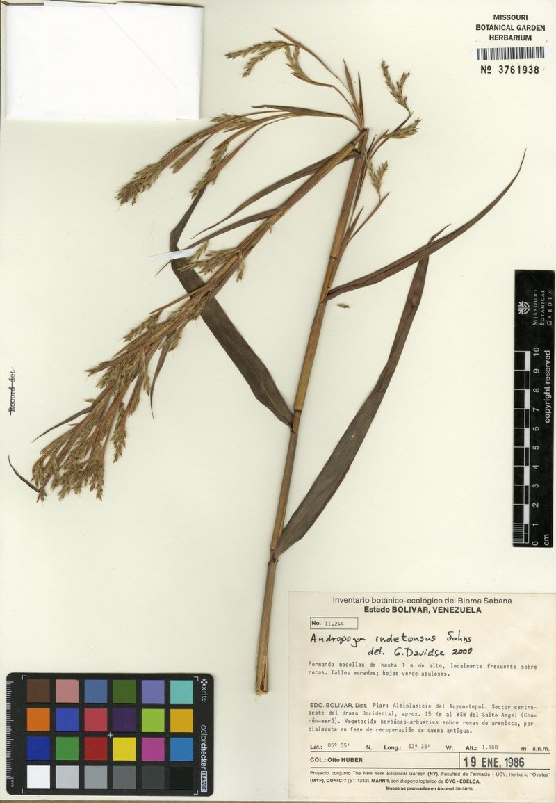 Andropogon indetonsus