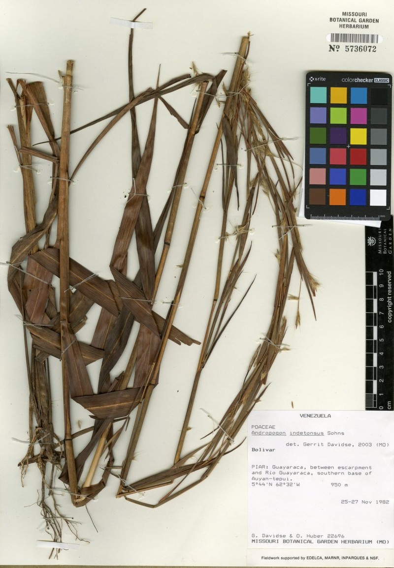Andropogon indetonsus photo 2