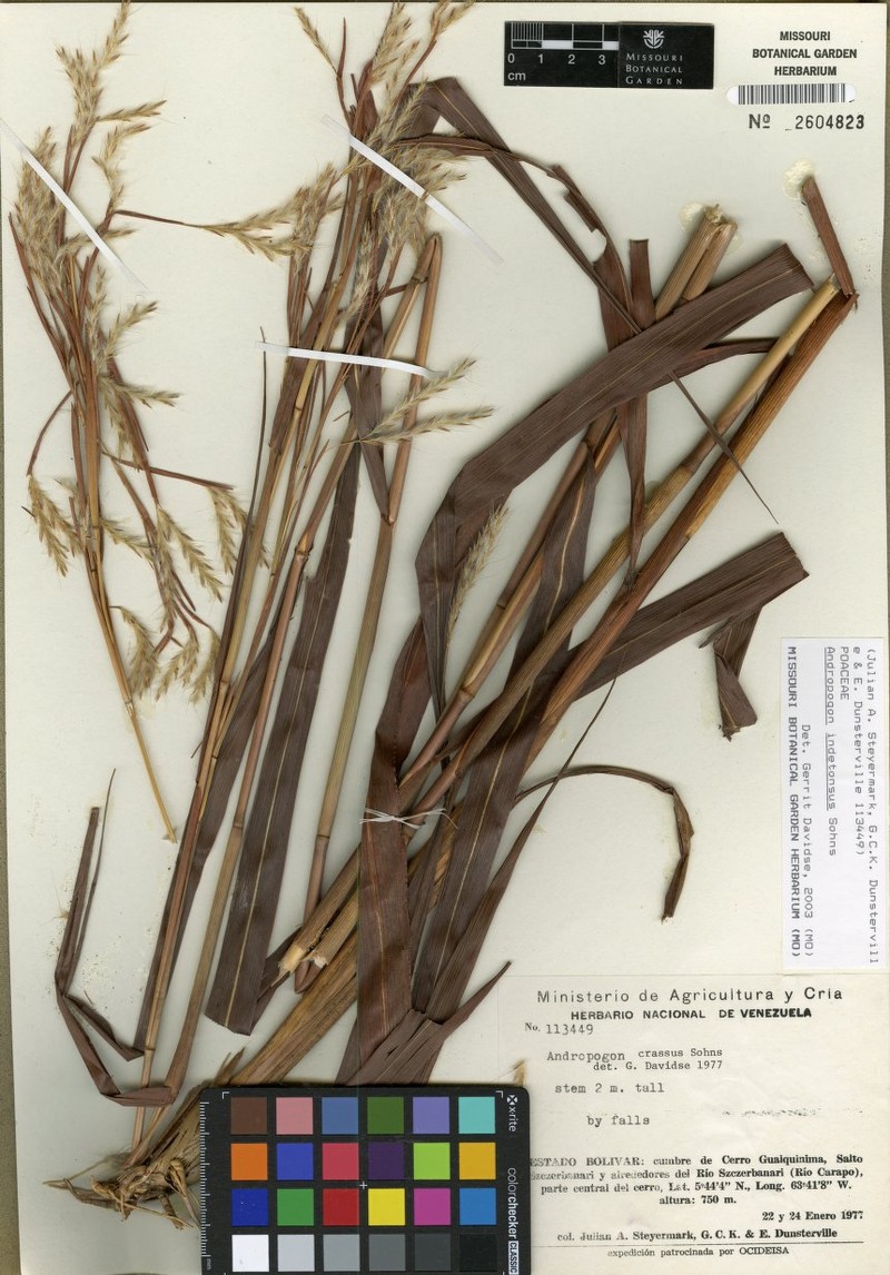 Andropogon indetonsus photo 3