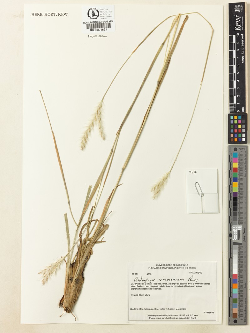 Andropogon ingratus