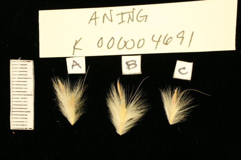 Andropogon ingratus photo 2
