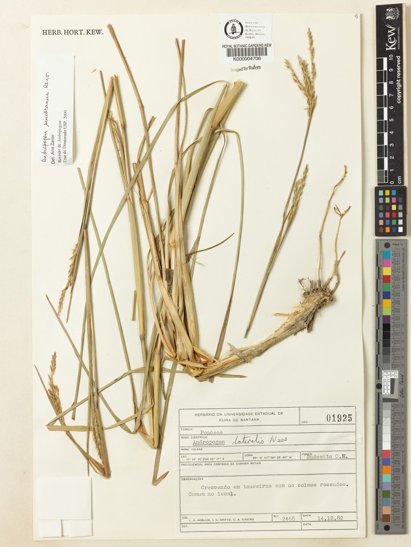 Andropogon ingratus photo 3