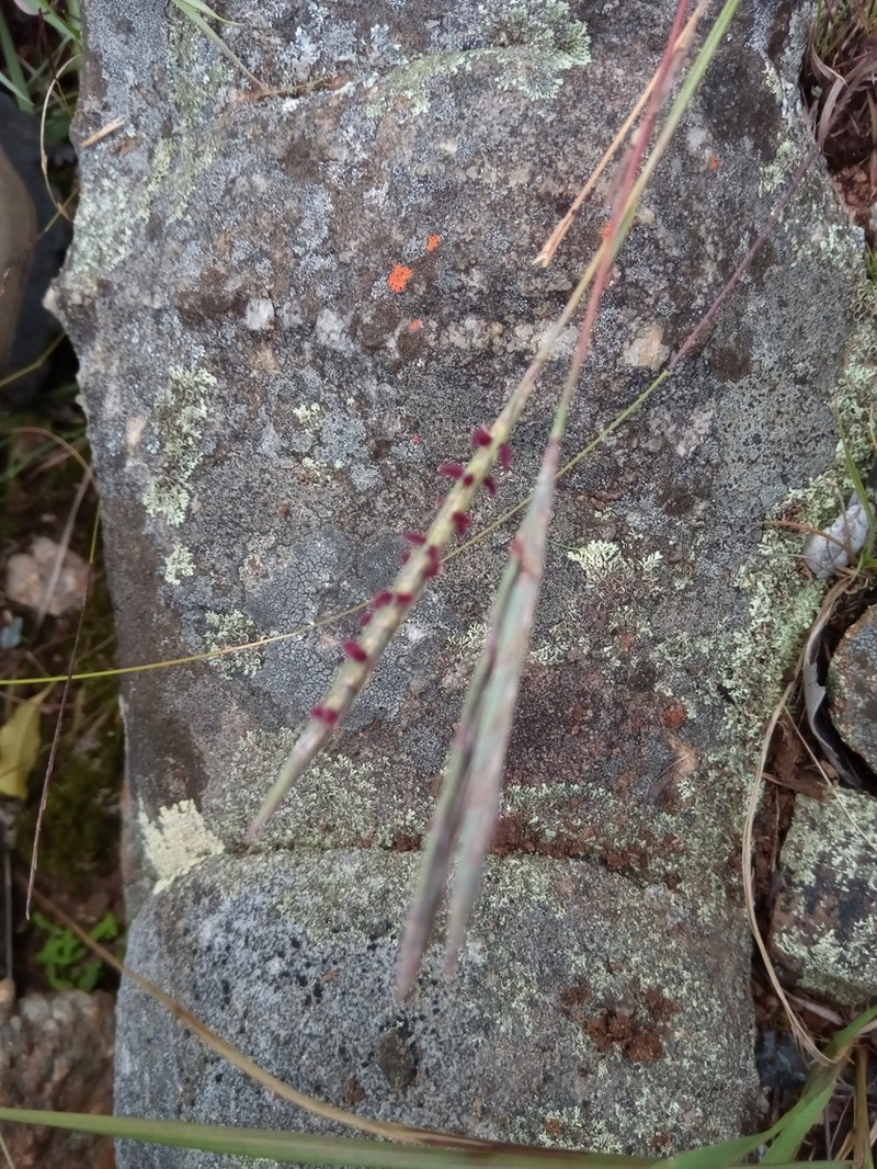 Andropogon itremoensis photo 2