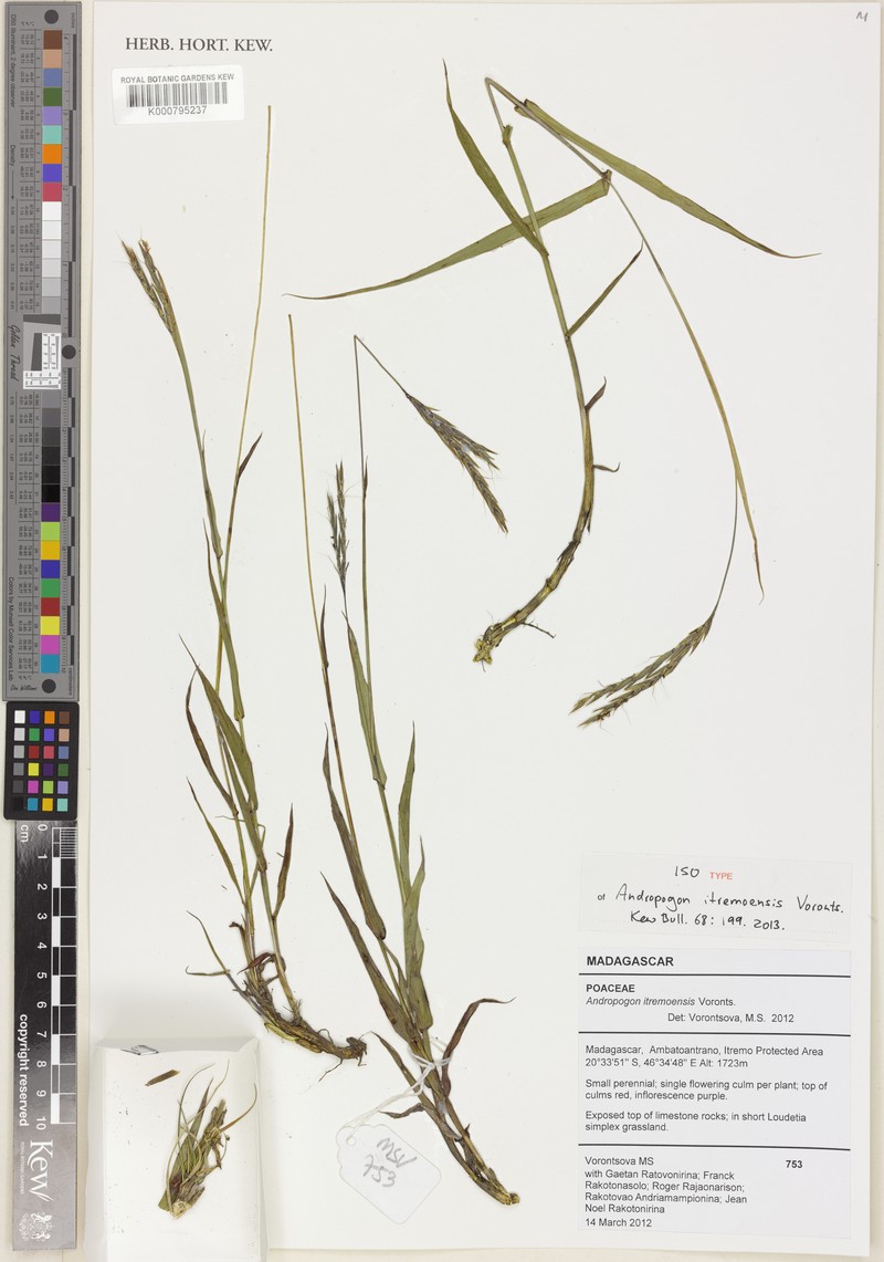 Andropogon itremoensis photo 4