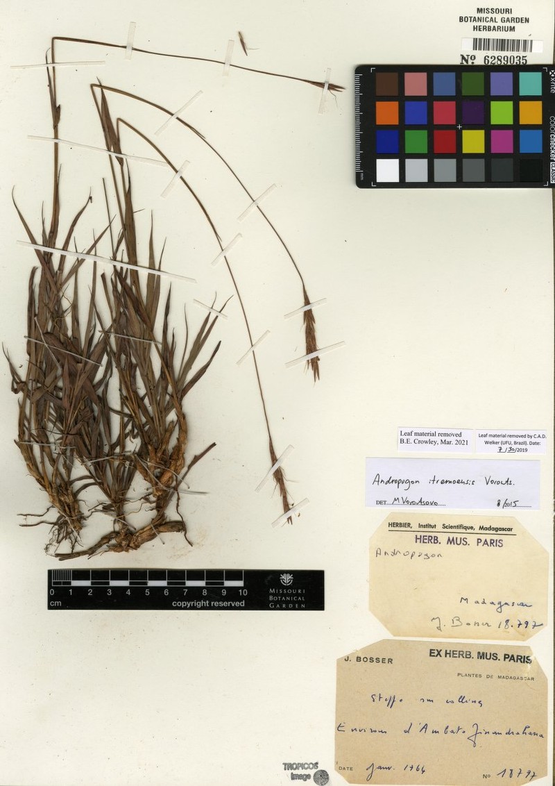 Andropogon itremoensis photo 5