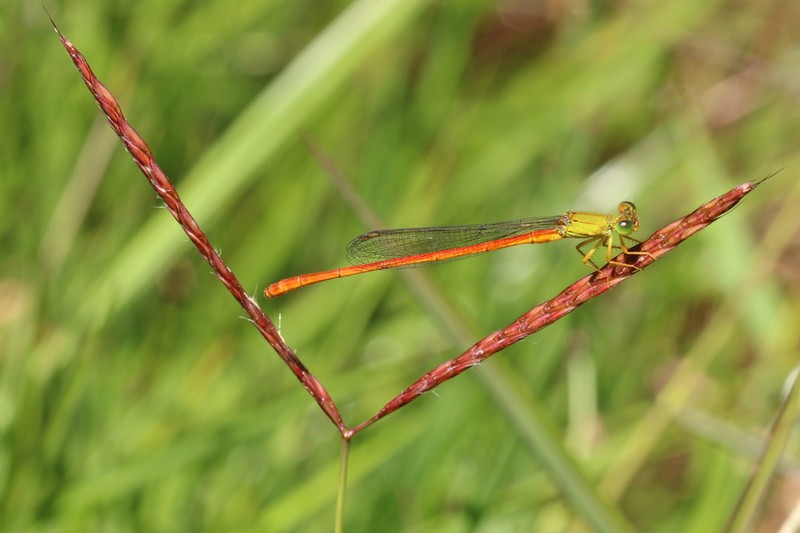Andropogon itremoensis