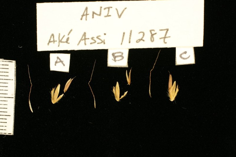 Andropogon ivorensis
