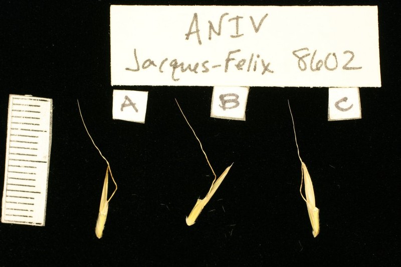 Andropogon ivorensis photo 2