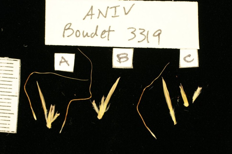 Andropogon ivorensis photo 3