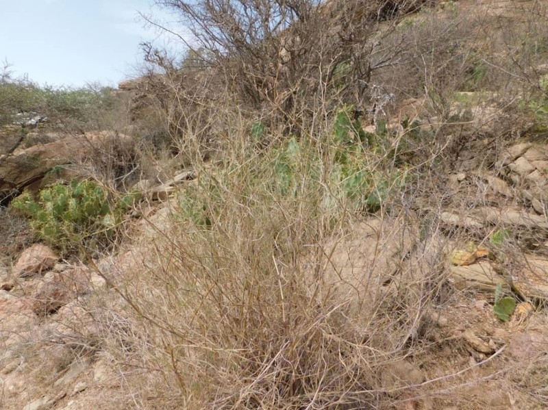 Andropogon kelleri photo 2