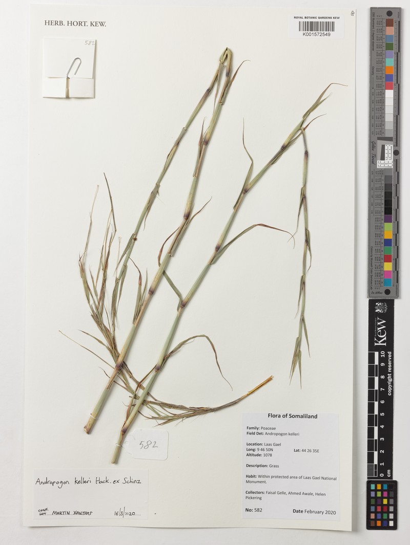 Andropogon kelleri photo 3